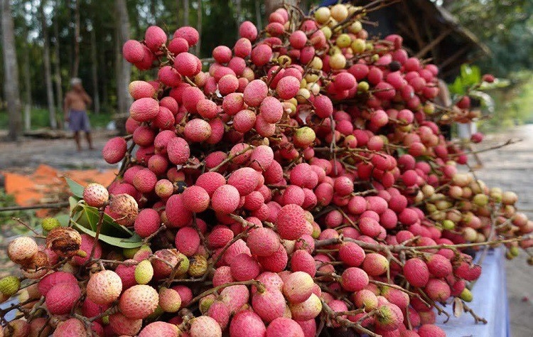 Loại quả dại trước chín đỏ rừng không ai hái, giờ thành đặc sản